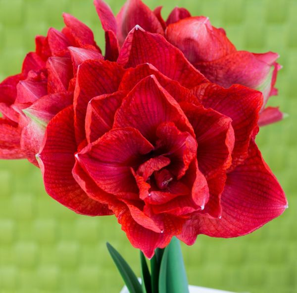 Amaryllis